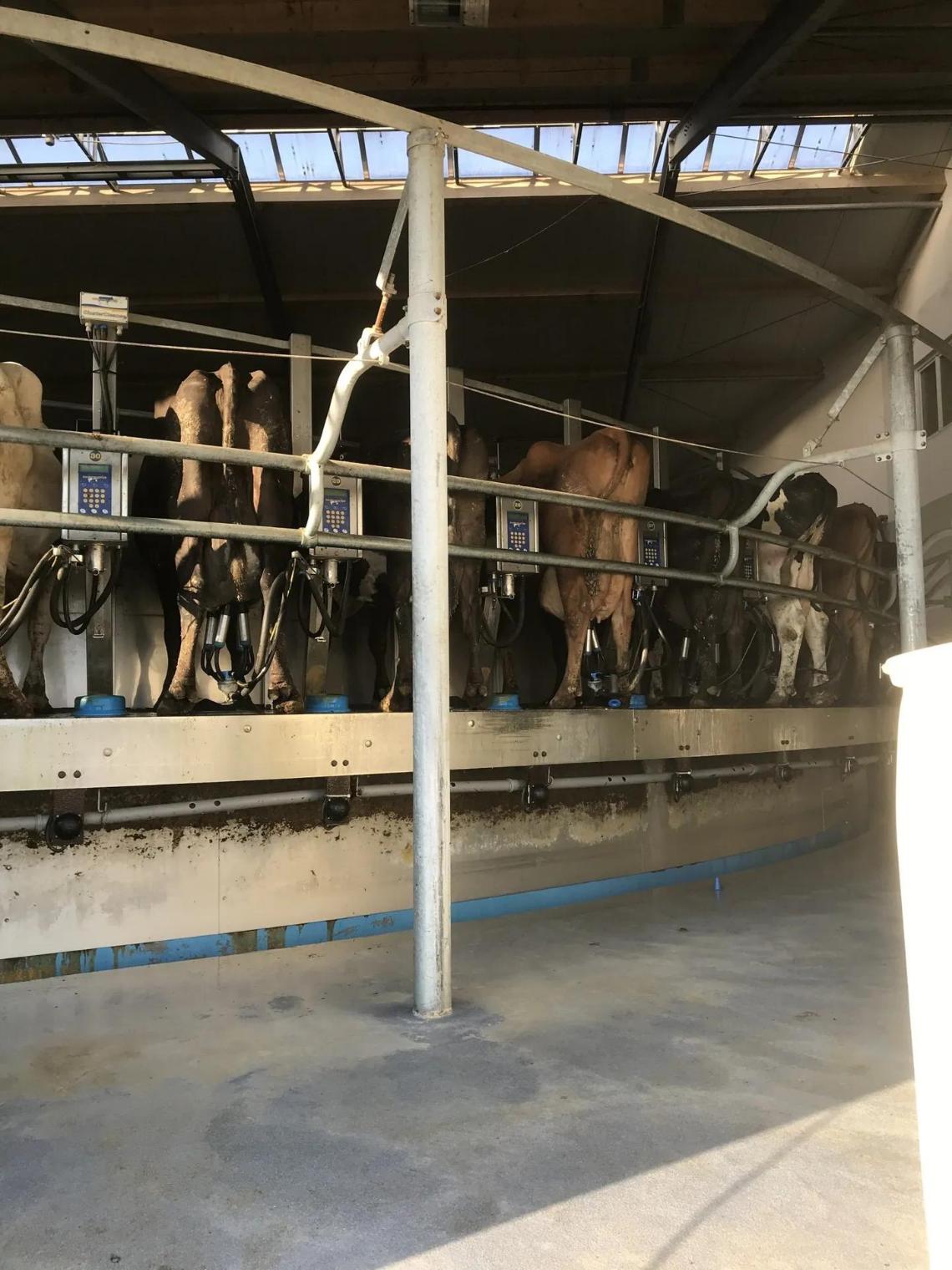 Kühe in der Melkanlage